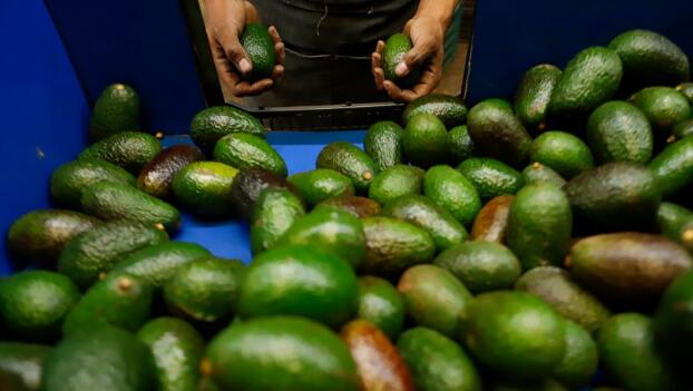 2nd state in Mexico begins avocado exports to U.S. market