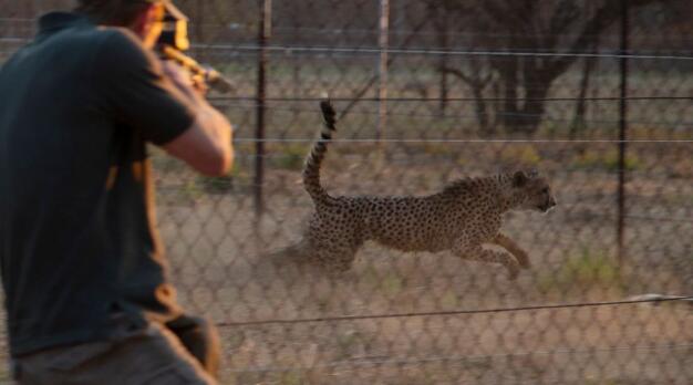 Cheetahs from South Africa go to parks in India, Mozambique