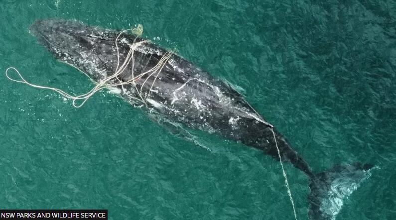 Rescuing whales on Australia’s ‘humpback highway’