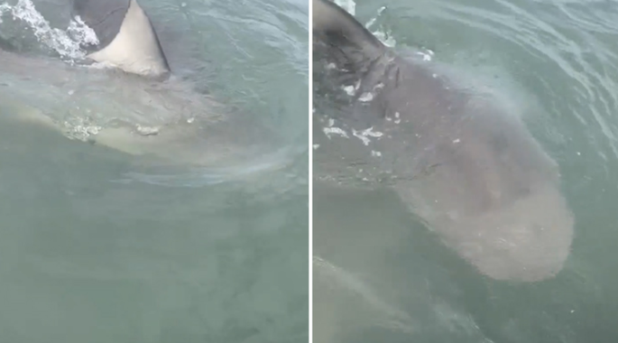 Adult great white spotted with massive scars after surviving serial killer orcas