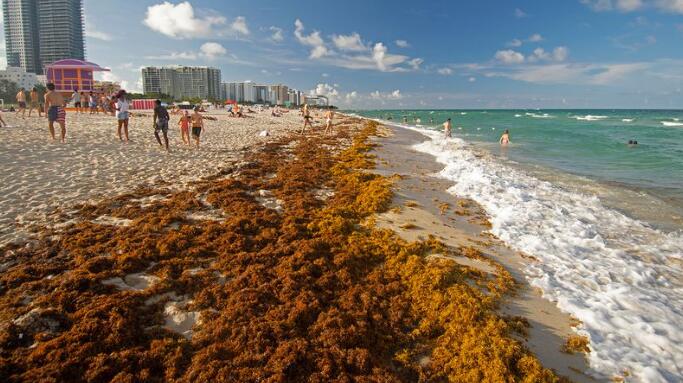 An 8000km-wide blob of seaweed is headed for Florida