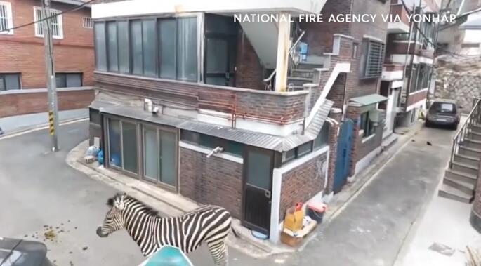 Zebra runs through Seoul streets for hours after escaping from zoo