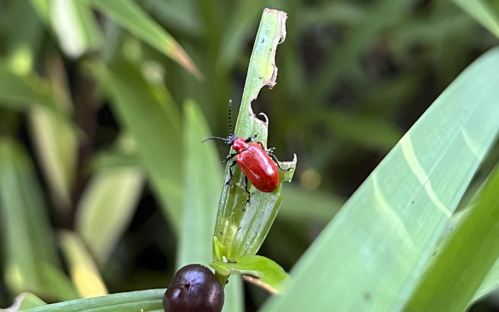 Catch garden pests and diseases early by keeping a close eye on your plants