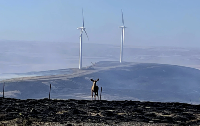 Deer take refuge near wind turbines as fire scorches Washington state land