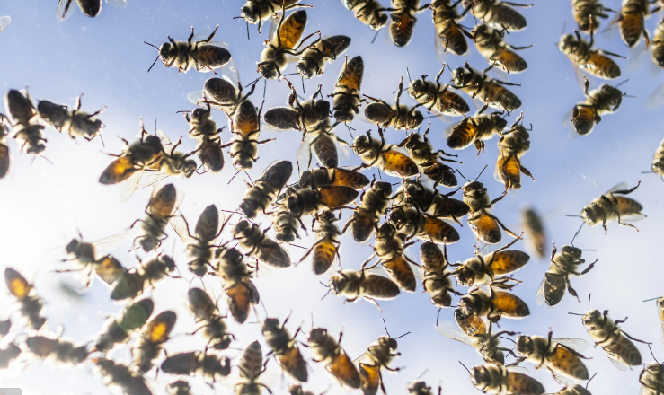 Bee alert: 5 million bees fall off truck near Toronto and drivers are asked to close windows