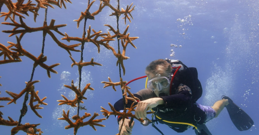 High ocean temperatures are harming the Florida coral reef. Rescue crews are racing to help